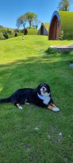 Goats Path Farm and Pod Park - Bantry - 1