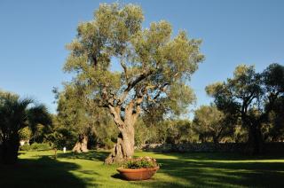 Alba Bed & Breakfast - Melendugno - 1