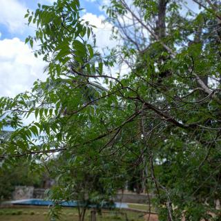 Wild Safari Nest Udawalawe - 9
