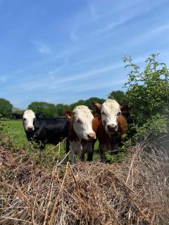 Acorns - Plaitford - 4