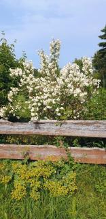 Idyllisches Sommerferienhaus - - 7