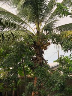 Maison petite ferme d Edith - Kribi - 6