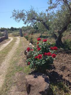 Villa degli Ulivi e delle Rose - Orosei - 8