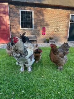 Rijksmonument De Heidepleats it skiep - 1