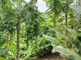 Corcovado Private Houses-Villas-Tents-pool-rest - Puerto Jiménez - 4