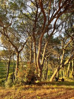 "La Pinède" à l'ombre des pins tout simplement - Montfrin - 8