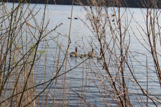 LandBrise - Petersfeld - 8