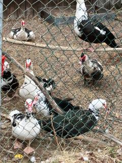 Large family home Storfamiljsboende - 9