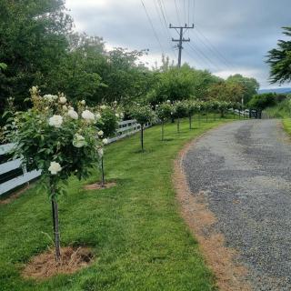 Lifestyle block Entire House - Taihape - 6
