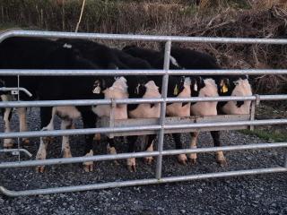 The Lodge - Mullingar - 4