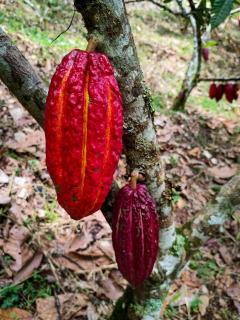 Finca Rústica, Cocorná - Cacao, Charcos y Cascadas - Cocorná - 2