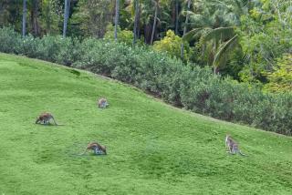 Poinciana 012 & Free Buggy Hamilton Island - 5