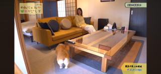 Boss'sHouse 犬ok 1組限定の宿 - Kirishima - 9
