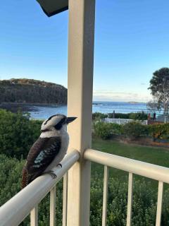 Grand Spindrift - Entire Waterfront House - Malua Bay - 3