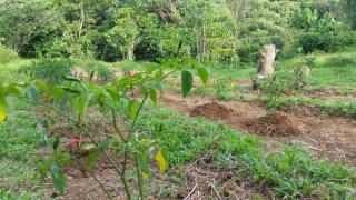Forest Hideaway, Off-grid, Taguan Sa Tibanglan - - 2