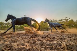 SaffronStays Jallosh - Dhamni - 3