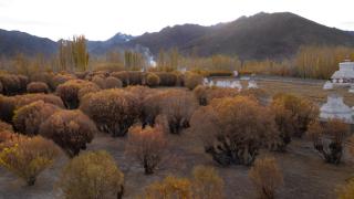 The Postcard in The Himalayan Willows, Stok, Leh - 8