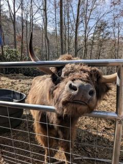 Stunning Pet-Friendly Treehouse for Relaxing Glamping Retreats in North Carolina - Waynesville - 8