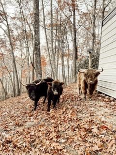 Stunning Pet-Friendly Treehouse for Relaxing Glamping Retreats in North Carolina - Waynesville - 5