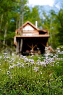 Stunning Pet-Friendly Treehouse for Relaxing Glamping Retreats in North Carolina - Waynesville - 1