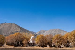 The Postcard in The Himalayan Willows, Stok, Leh - 5