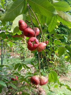 Mangi's Tranquil Bangalows - 3