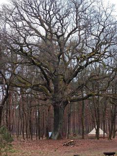 Whispering Pines - - 2