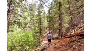 Incredible Log Cabin with Gorgeous Sights in Pinetop, Arizona - Pinetop - 9