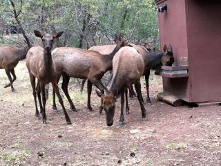 Cabin Getaway near to Pine, Arizona that is Perfect for a Family Vacation - 5
