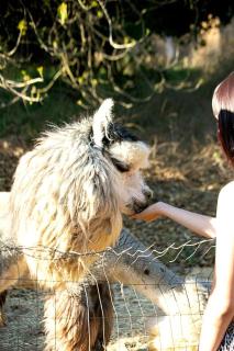 Pet Friendly Impressive Safari Tent with Hot-tub in Rainbow, California - - 1