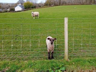 Elidir Cottage - Llanwnda - 9