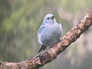 Bosque Azul - Minca - 8