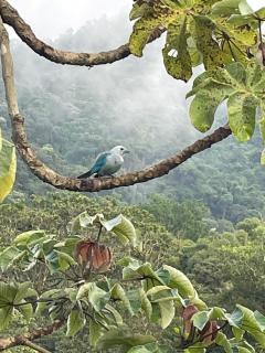 Bosque Azul - Minca - 9