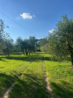 Il Tiglio - Pian di Scò - 6