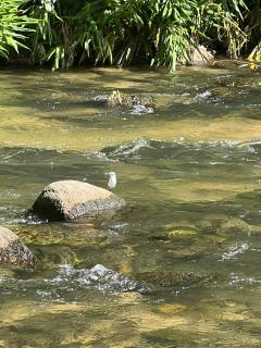 Chalé Sana-rio, seu conforto na serra! - Macaé - 5