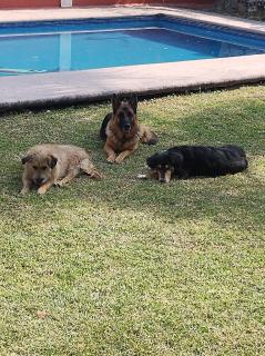 Nada y acampa con tus perritos - Texcalpan - 6