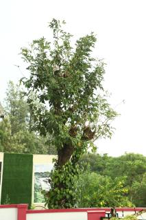 Hilltop Paradise - Jambur - 5