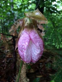 Cozy Yurt in the Peaceful Woods in Chatham, NH - 3