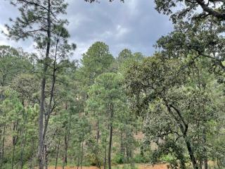 Heart of the Forest - 7