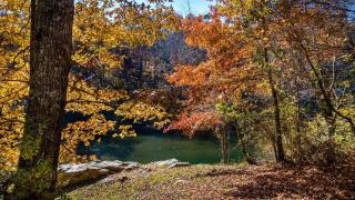 Fantastic Cozy Cottage with Fire Pit and Barbecue in Mentone, Alabama - Mentone - 4