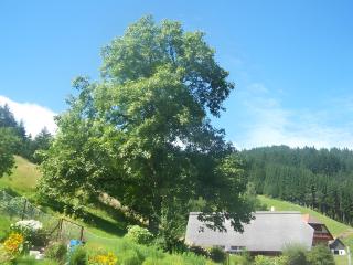 Gästehaus Brigitte Schoch - Bad Rippoldsau-Schapbach - 7