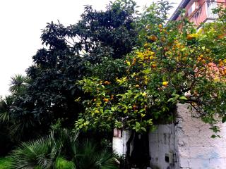 Orange Garden - Minturno - 2