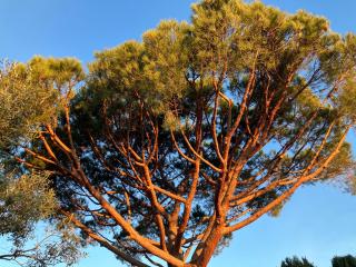 Campagne Vanrell - 1