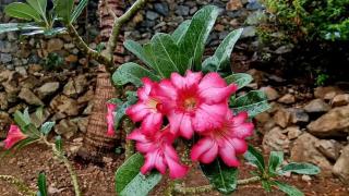 Cozy House with Terrace in Upper Prince's Quarter - 5