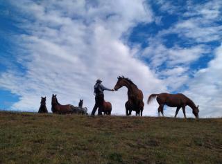 Glamping in the middle of nature and ocean view - Punta Arenas - 9