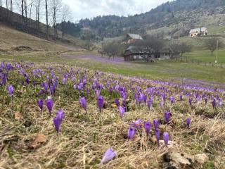 Cabana Șirnea - Şirnea - 4