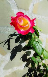 ROSE house - Nydri - 7
