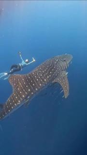 Hotel Villa Beach Transit 2 & Whaleshark Tour - - 2