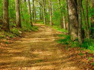 Pet-Friendly Cottage Ideal for Family Vacations in Dixon, Missouri - Dixon - 1