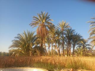 Dr house - Siwa - 2